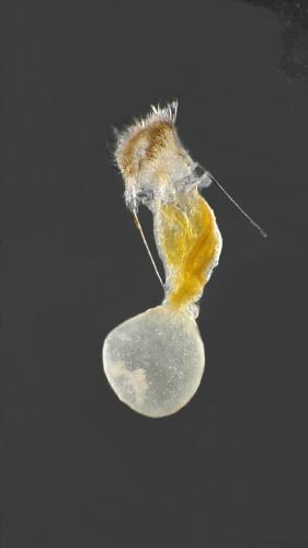 Pennithera sp.